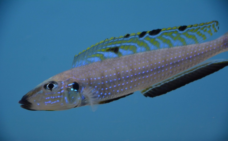 Enantiopus melanogenys 'Kasanga'